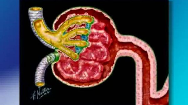 физиология почек flv