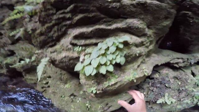 World's rarest Begonia sp. possibly. смотреть онлайн