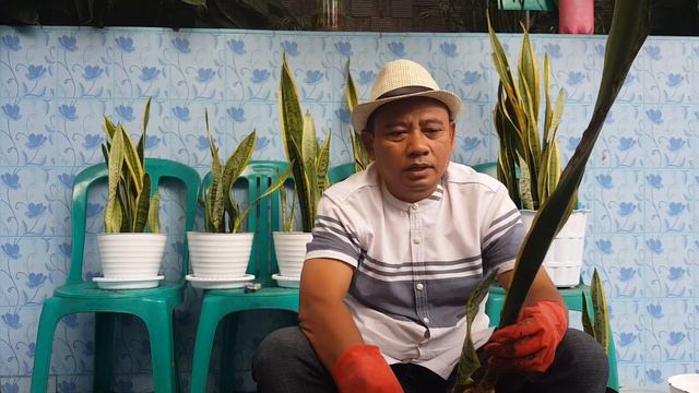CARA TANAM LIDAH MERTUA / SANSEVIERIA DARI UMBI AGAR HASIL LEBIH CEPAT BANYAK смотреть онлайн