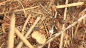 ГАЗель-Бизнес. Сборка каркаса тента. Что нужно предусмотреть?