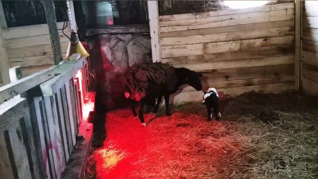 Как ухаживать за ягнятами? | Sheep Farming смотреть онлайн