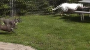 Французкий Бульдог vs Аргентинский Дог | French Bulldogs swarm on Dogo Argentino