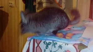 Заблуждения которые касаются шиншилл/шиншилла домашняя/шиншилла уход содержание/зверек шиншиллае