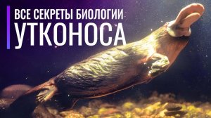Биология самого странного млекопитающего - Утконоса