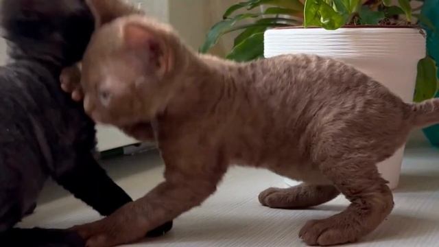 14 facts you don't know about cats смотреть онлайн