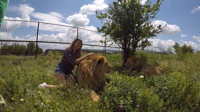 Львица Лейла снова вернулась в прайд Фили и Вити ! смотреть онлайн