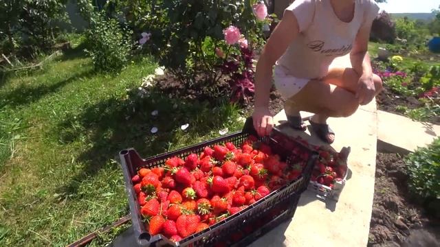 Самосбор клубники в Белореченском районе. Наш утренний урожай. смотреть онлайн