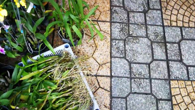 21 YERSIN. Магазин орхидей. 12.12.19 смотреть онлайн