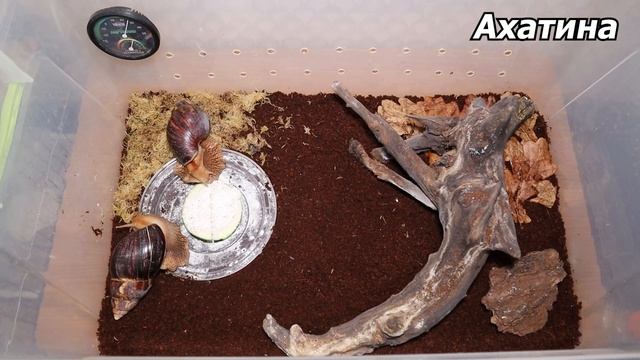 Как отличить ахатину от архахатины. Улитки ахатины и архахатины смотреть онлайн