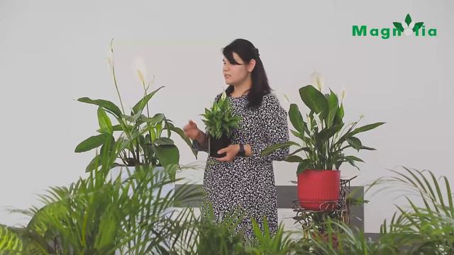 ❗️ СОВҒА УЧУН ЭНГ МУНОСИБ ГУЛ ❗️ смотреть онлайн