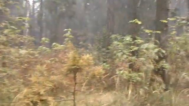 Пожароопасная обстановка в лесу рядом с г. Балашиха смотреть онлайн