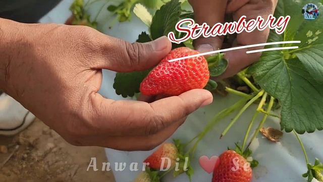 Yasmin farms- wafra Kuwait| Strawberry farm in wafra|Best places to visit in Kuwait| यास्मीन farms смотреть онлайн