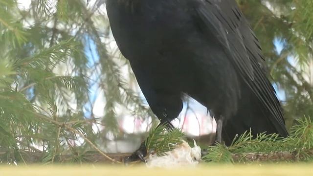 Грач ест сало ? Чем питаются грачи зимой смотреть онлайн