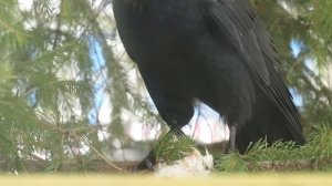 Грач ест сало ? Чем питаются грачи зимой