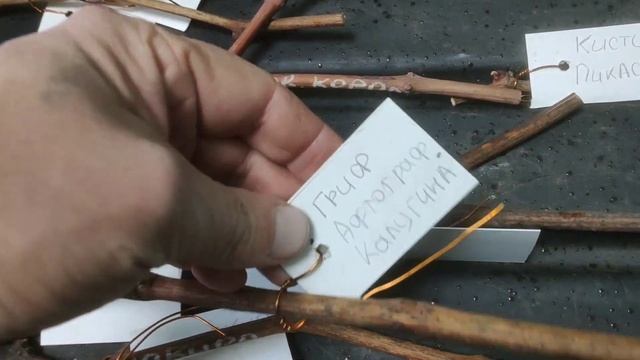 Вымачивание виноградной лозы, сделайте это прямо сейчас смотреть онлайн