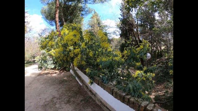 Весна в Мадриде, парк с миндалём и мимозой, пение птиц. Parque de la Quinta de los Molinos смотреть онлайн