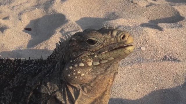 40 Уроки кубинских танцев 1080 смотреть онлайн