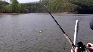tip 3 planer board modifications-plus clients first 50» fish!
