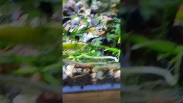 Креветка Голубая мечта | Neocaridina davidi Blue Dream #Shorts смотреть онлайн