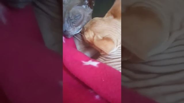 Сфинксы донской Оскар и канадский Хасан смотреть онлайн