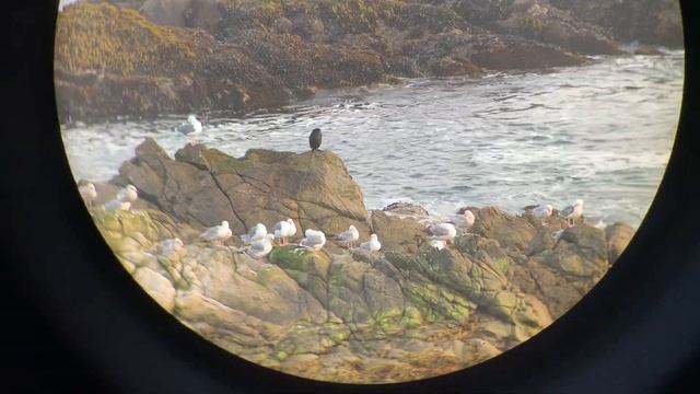 Zeiss Vs Leica Vs Swarovski BINOCULARS #41