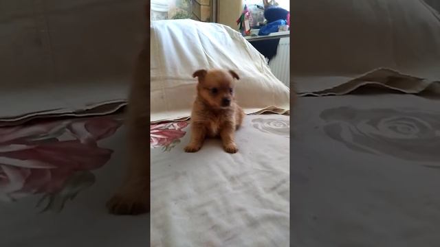 Йоркошпиц. Девочки. смотреть онлайн