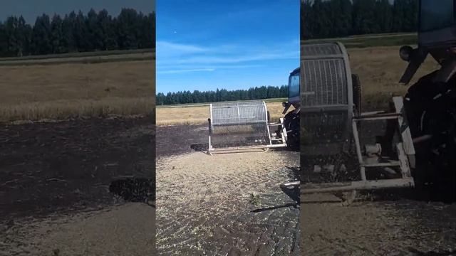 Лук севок оптом. Сбор урожая 2022 г. Чувашия. Доставка оптом. смотреть онлайн