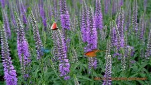 Вероника длиннолистная Эвелин (veronica longifolia) ? обзор: как сажать, саженцы вероники Эвелин