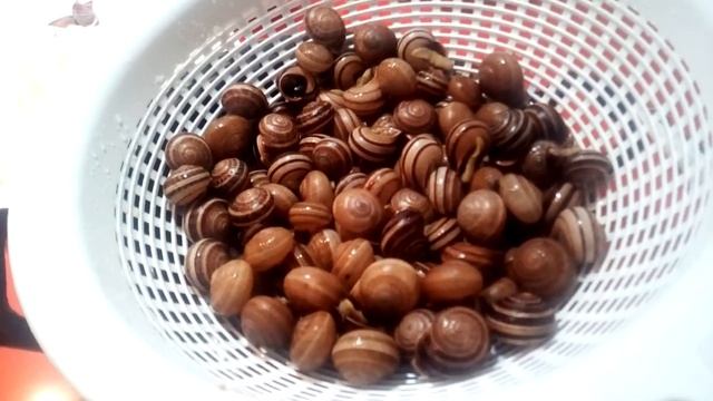 Как приготовить улиток по испански CARACOLES смотреть онлайн