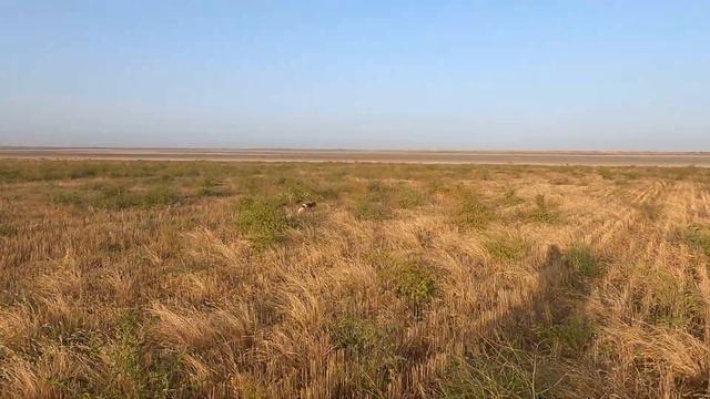 Эпаньол бретон, первые работы по перепелу. смотреть онлайн