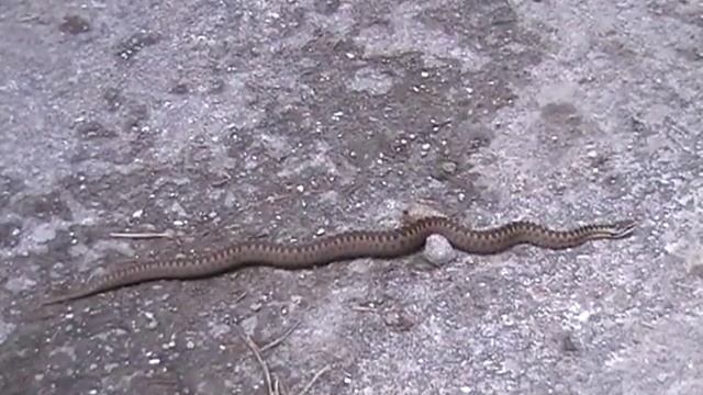 Carpathian Wildlife -  Viper (Vipera Berus)