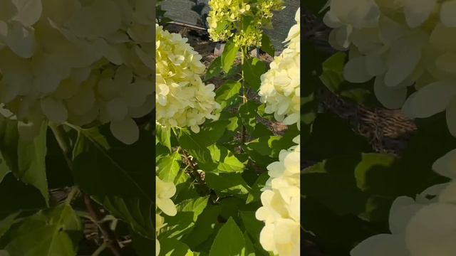 Нарешті розпустилися ще одна красуня гортензія волотиста Літл Спуки (Little Spooky) смотреть онлайн