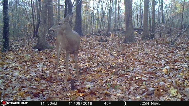 Buck Fever 12 смотреть онлайн
