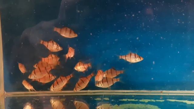 Пятиполосый Барбус (Desmopuntius pentazona) смотреть онлайн
