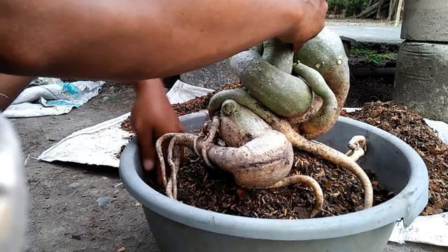Cara Ganti Media Tanam Adenium#adenium#bonsai#repoting#youtube