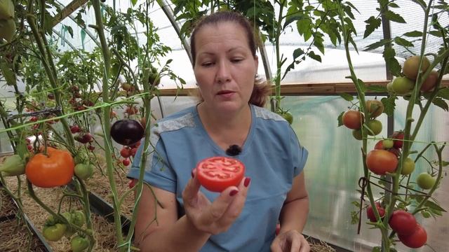 Томаты с длительным сроком хранения. Едим свои помидоры до Нового года смотреть онлайн