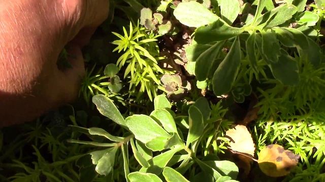 Starting Sedum From Cuttings. It really is this easy! смотреть онлайн