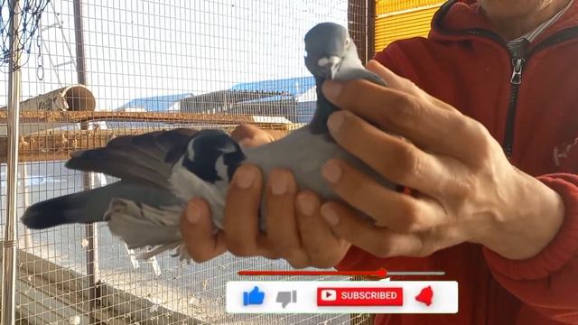 В питомнике братишки/номер87012184683 смотреть онлайн