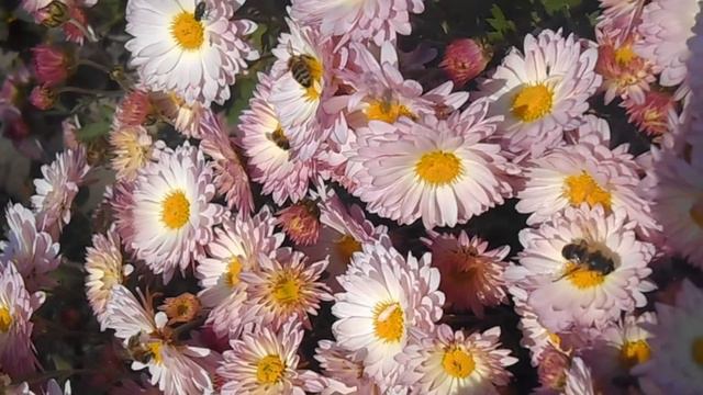 Хризантемы и пчелы. смотреть онлайн