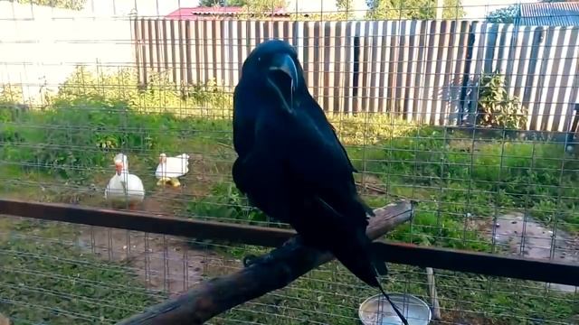 Черный ворон переехал в птичий приют "Крылья мира" смотреть онлайн