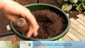 Смородина в горшке / Размножаем