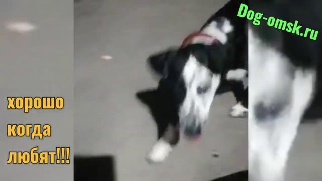 Привет от РАЛЬФА смотреть онлайн