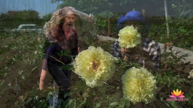 Вести с полей! Наши пионы в конце апреля / Сад Ворошиловой смотреть онлайн