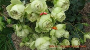 Роза флорибунда Мейян Лавли Грин ? обзор: как сажать, саженцы розы Мейян Лавли Грин