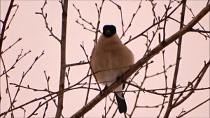 Поёт самка снегиря.