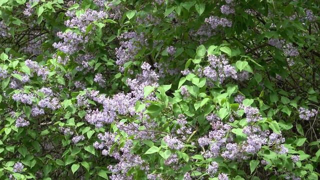 В Вильнюсе цветет сирень смотреть онлайн