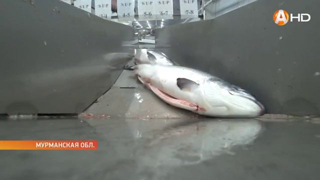 Русская аквакультура расширяет сотрудничество с предприятиями региона смотреть онлайн