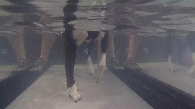 AquaPaws SS Features by Hudson Aquatic Systems смотреть онлайн