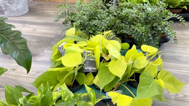 Słoneczna dostawa w Zielonym Pokoju. Epipremnum Global Green i Hicolor смотреть онлайн