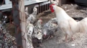 Загорская лососевая, пушкинская, кучинская юбилейная.